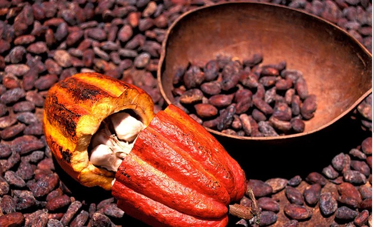 Atelier cacao : de la fève à la tablette de chocolat - photo 1