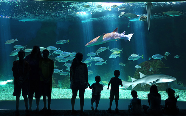 Billet Aquarium de la Guadeloupe - photo 1