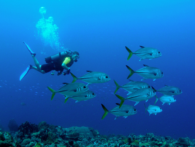 Plongée sous-marine - Grand cul de sac marin - photo 1