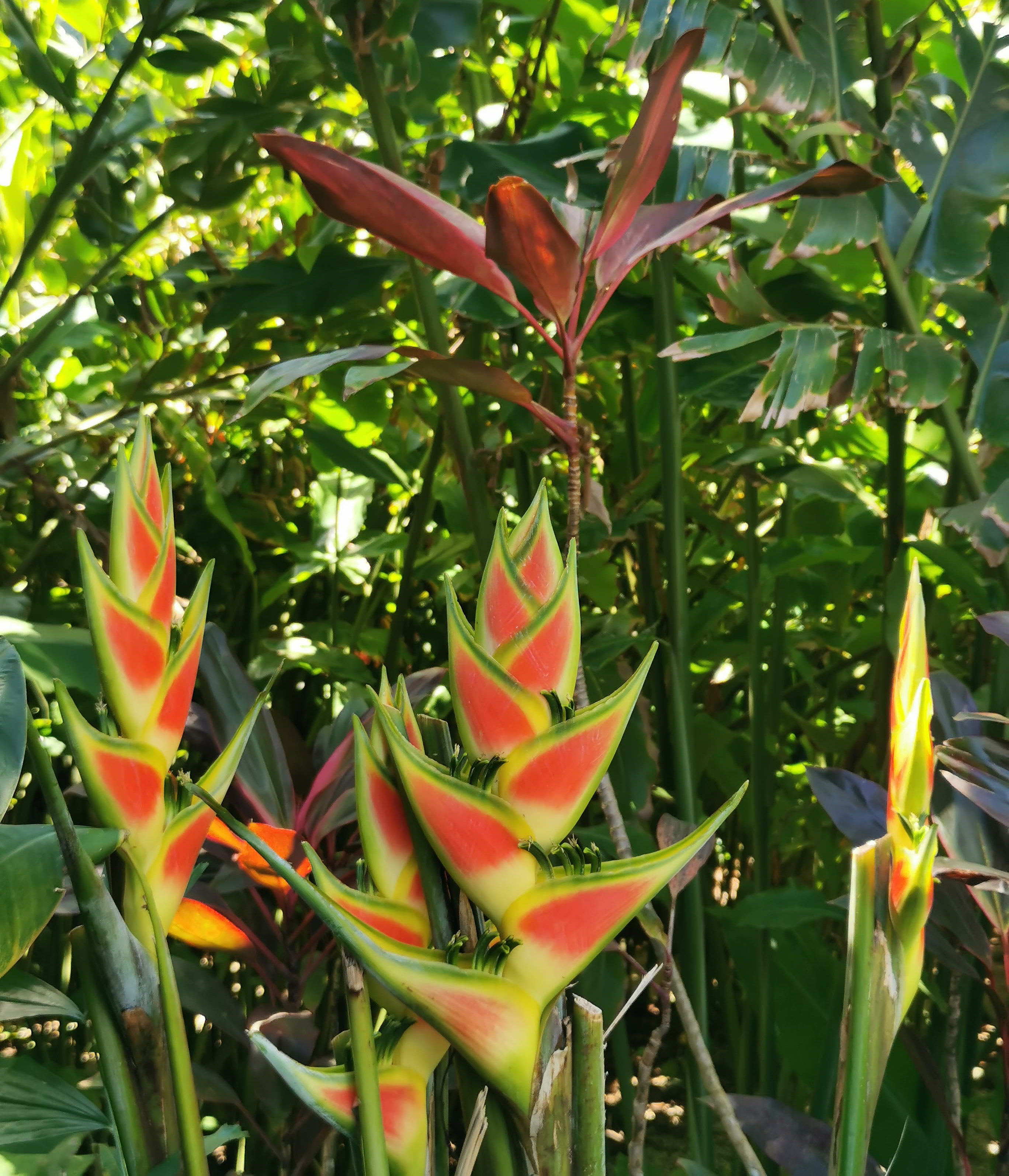 Carton de fleurs - photo 2