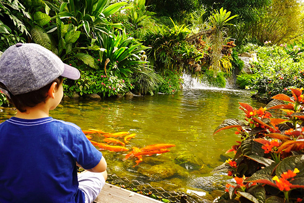 Découverte du Jardin Botanique de Deshaies - photo 4
