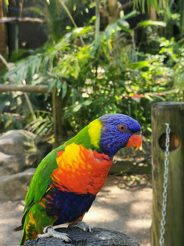 Découverte du Jardin Botanique de Deshaies - photo 3