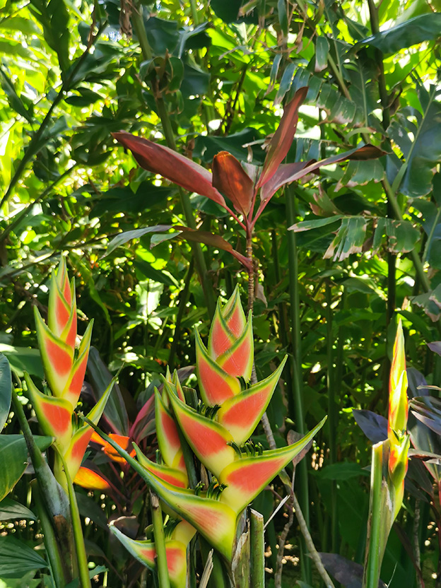 Découverte du Jardin Botanique de Deshaies - photo 2