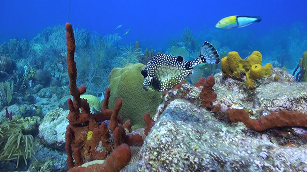 Les merveilles du Nord Basse-Terre - photo 4