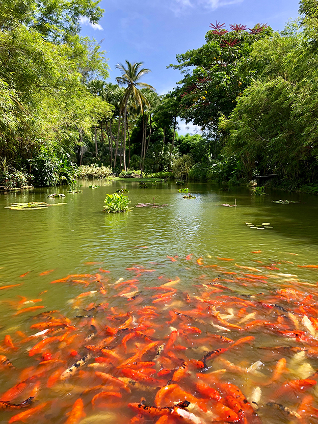 Les merveilles du Nord Basse-Terre - photo 1