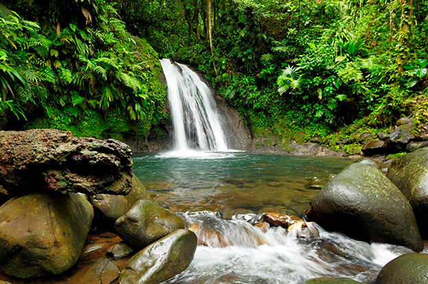 Entre forêt tropicale et saveurs créoles - photo 3