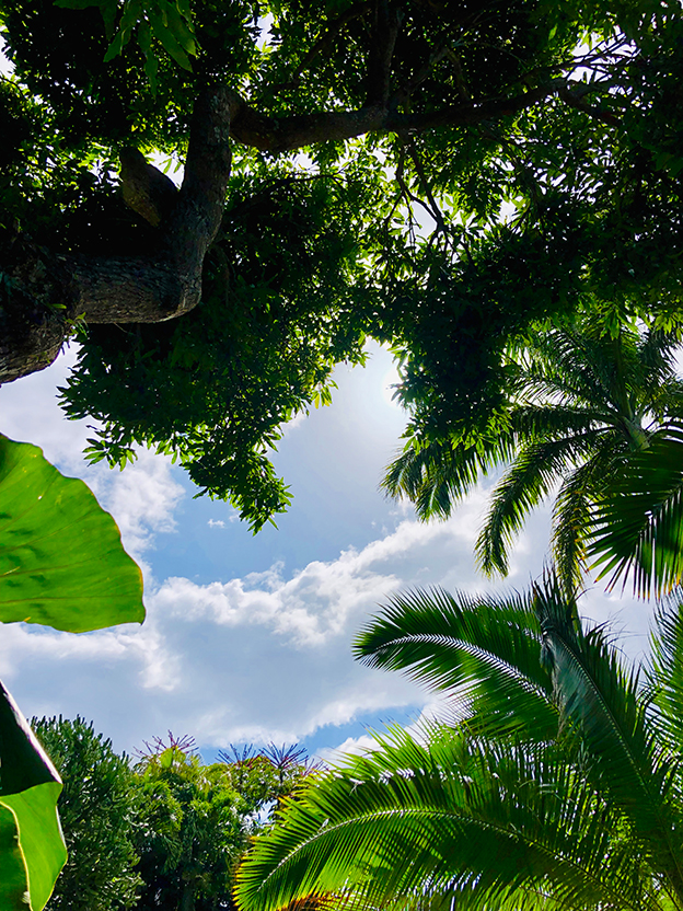 Entre forêt tropicale et saveurs créoles - photo 2